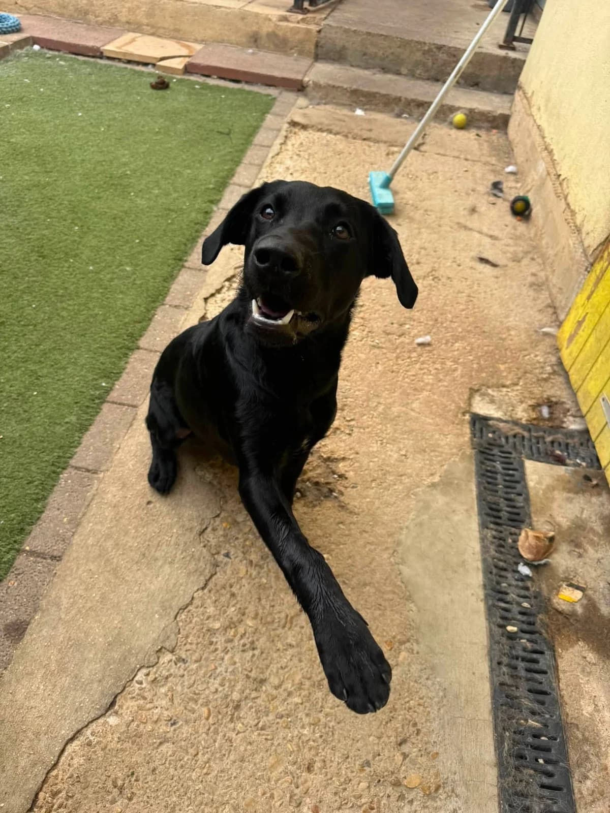 Apollo 🌙 Labrador puppy, male puppy Labrador Retriever for adoption at Auras Dogs UK