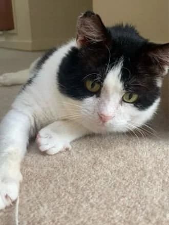 Badger, Black & White male 5yo Mixed Breed Cat for adoption at Avid
