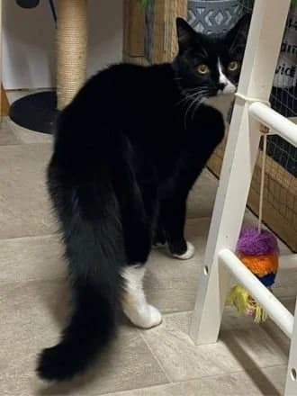 Gary, Black & White Tuxedo male senior Mixed Breed Cat for adoption at Avid