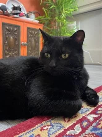 Sooty, Black female young Mixed Breed Cat for adoption at Avid