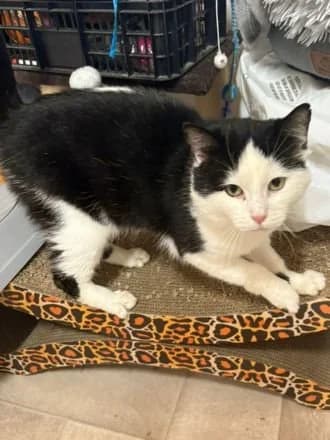 Humphrey, Black & White male 5yo Mixed Breed Cat for adoption at Avid