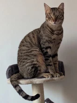 Bugsy, Tabby male young mixed breed for adoption at Avid