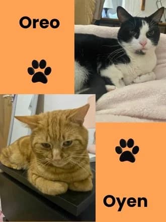 Oyen & Oreo, Oyen: Ginger Tabby; Oreo: Black & White male young Mixed Breed for adoption at Avid