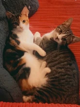 Trix & Melody, Tabby female puppy Mixed Breed Cat for adoption at Avid