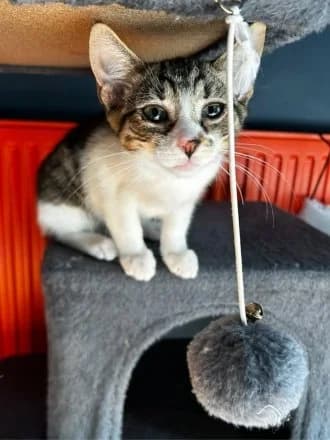 Azure, Tabby & White male puppy Mixed Breed Cat for adoption at Avid