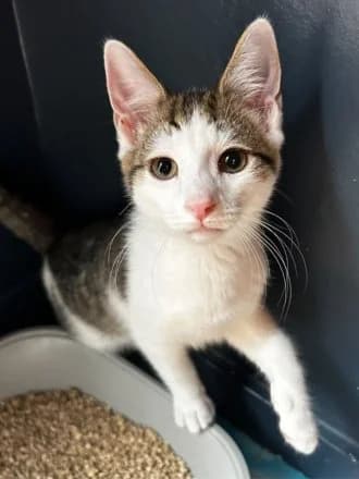 Blue, Tabby & White male puppy Mixed Breed Cat for adoption at Avid