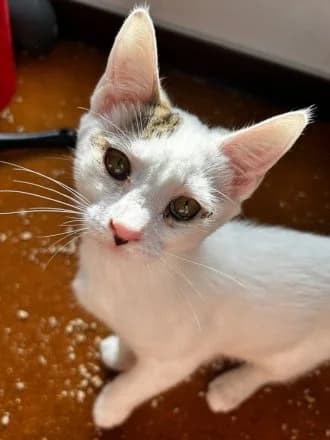 Blush, White & Tabby female puppy Mixed Breed Cat for adoption at Avid