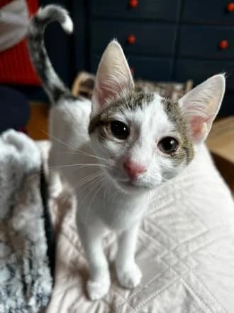 Maroon, White & Tabby female puppy Mixed Breed Cat for adoption at Avid