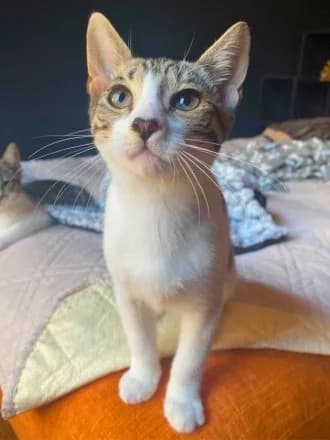 Olive (Oli), Tabby & White male puppy Mixed Breed Cat for adoption at Avid
