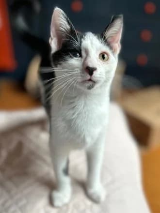 Teal, Black & White male puppy Mixed Breed Cat for adoption at Avid