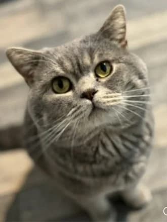 Bailey, Grey male 4yo mixed breed for adoption at Avid