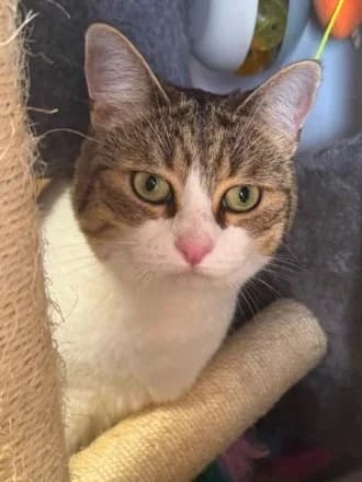 Matilda, Tabby & White female 4yo Mixed Breed Cat for adoption at Avid