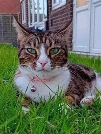 Darla, Tabby & White female 3yo Mixed Breed Cat for adoption at Avid
