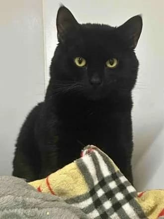 Ninja, Black male young Mixed Breed Cat for adoption at Avid