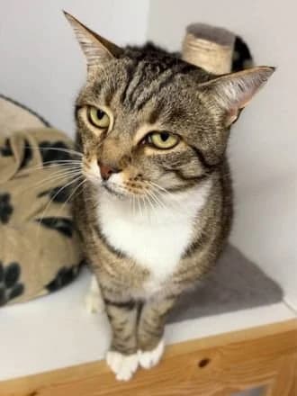 Baby, Tabby & White female senior Mixed Breed Cat for adoption at Avid