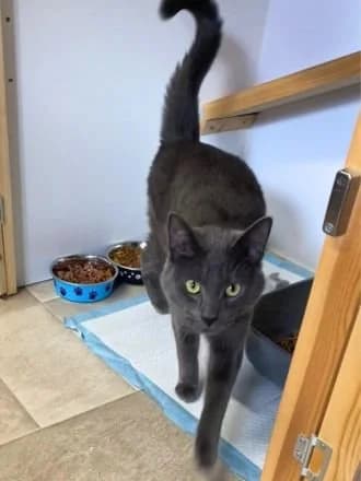 Milo, Grey male young Mixed Breed Cat for adoption at Avid