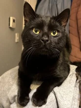 Binx, Black male young Mixed Breed Cat for adoption at Avid