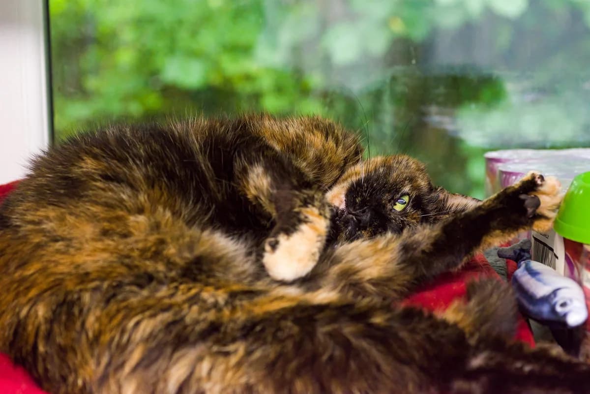 Tilly(Female 5 years), female Mixed Breed for adoption at Avon Cat Rescue