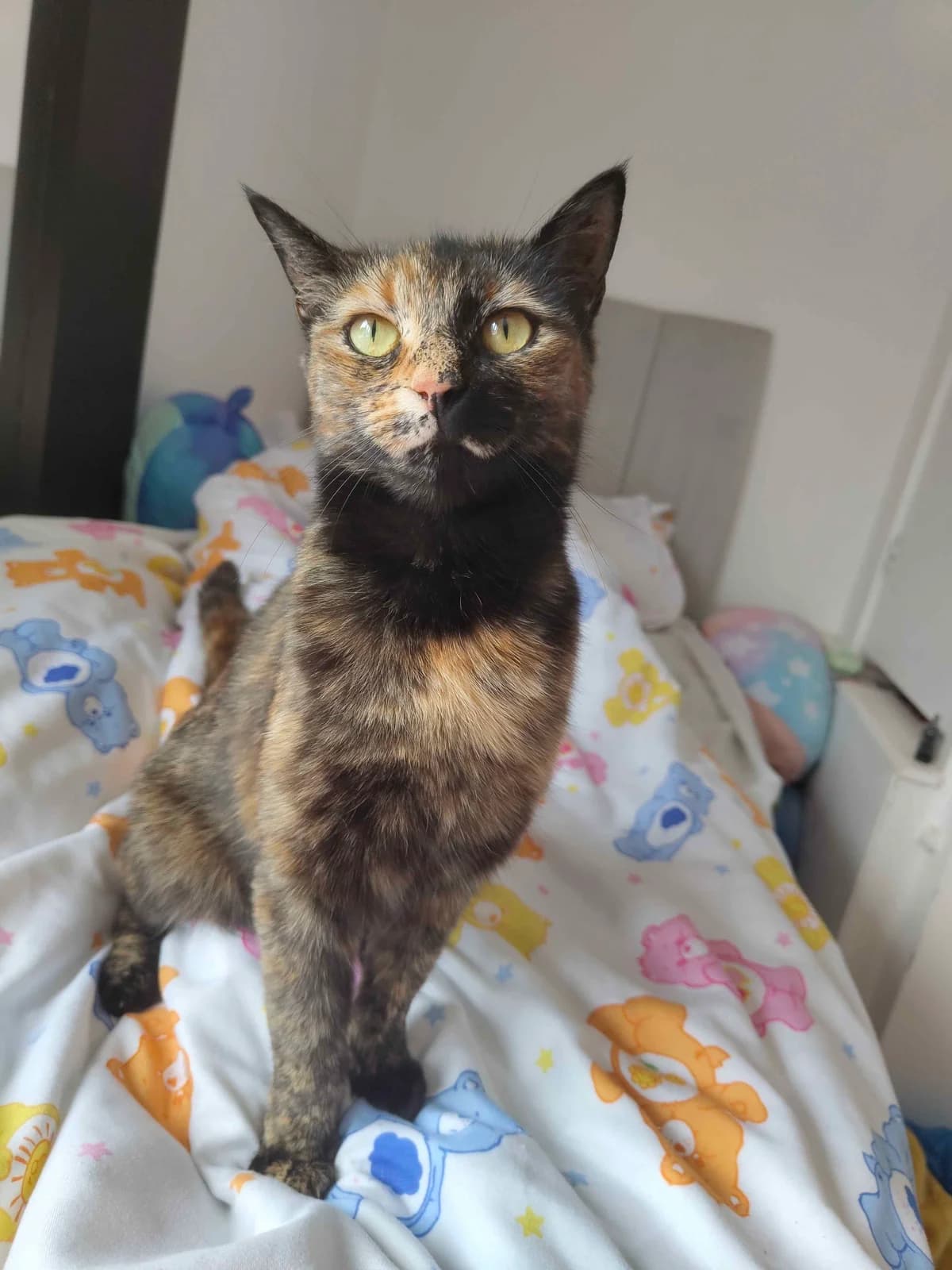 Tilly(Female 5 years), female Mixed Breed for adoption at Avon Cat Rescue