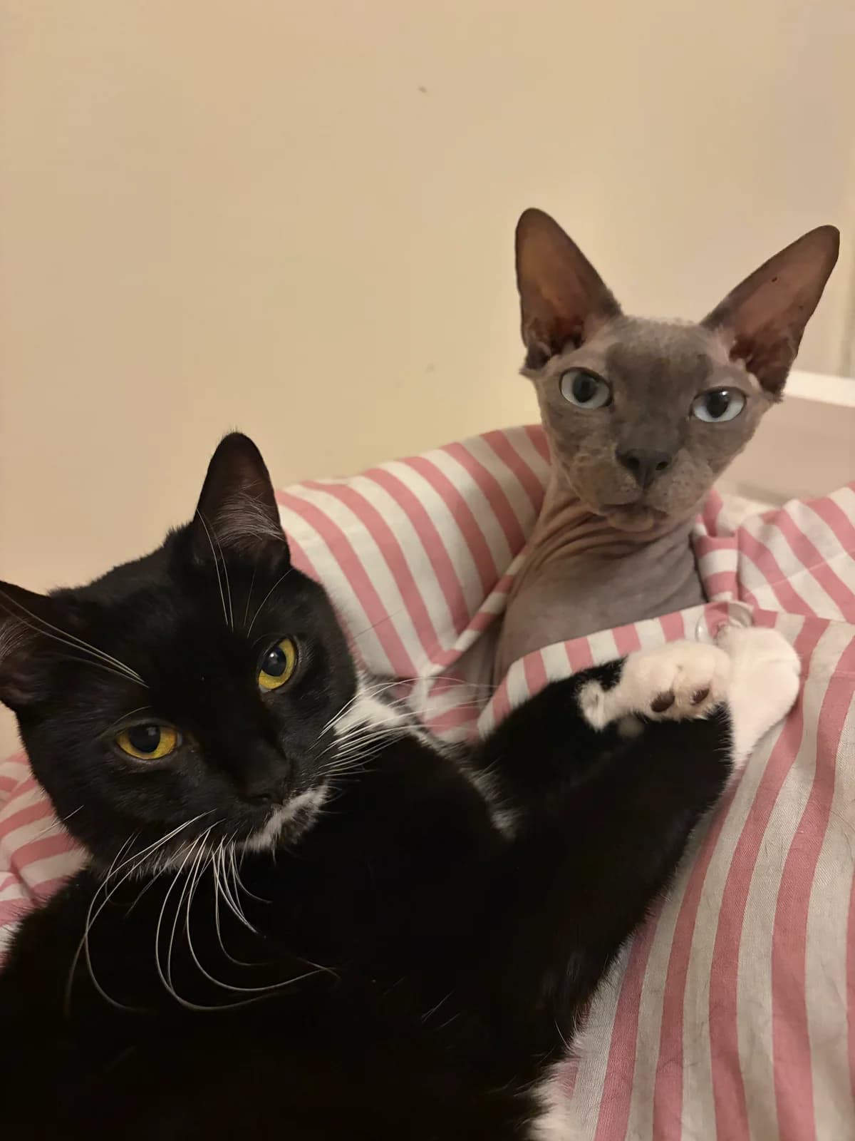 Twinkle(Female 3 years), female Mixed Breed for adoption at Avon Cat Rescue