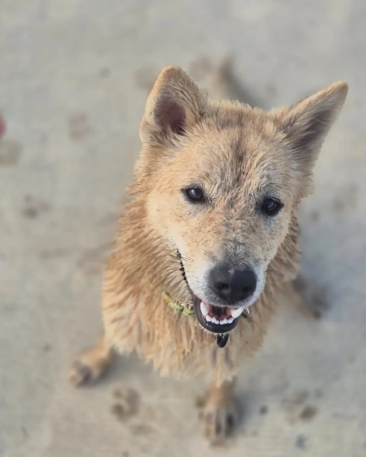 Augie, male Mixed Breed for adoption at Baan Maa Dog Rescue