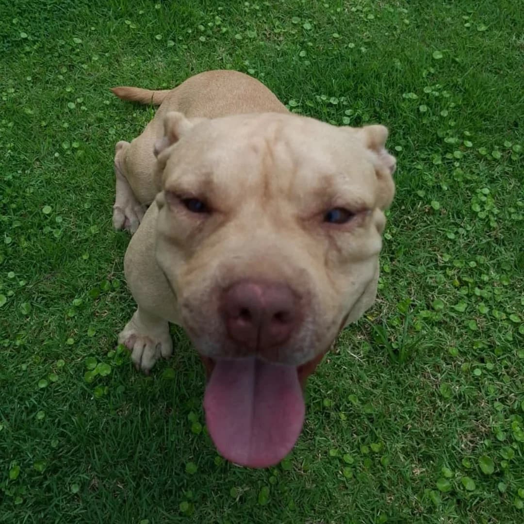 Coco, female 5yo Mixed Breed for adoption at Baan Maa Dog Rescue