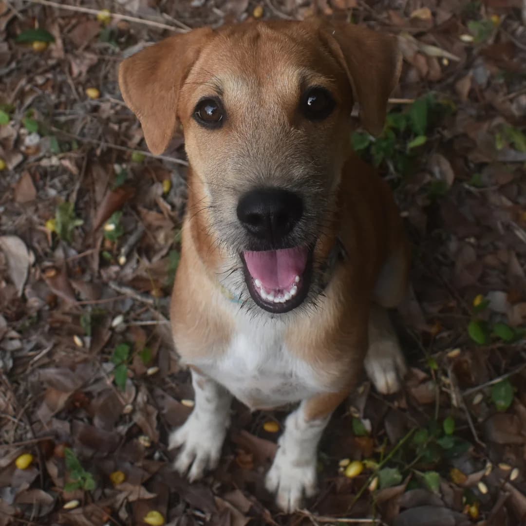 Danny, male young Mixed Breed for adoption at Baan Maa Dog Rescue
