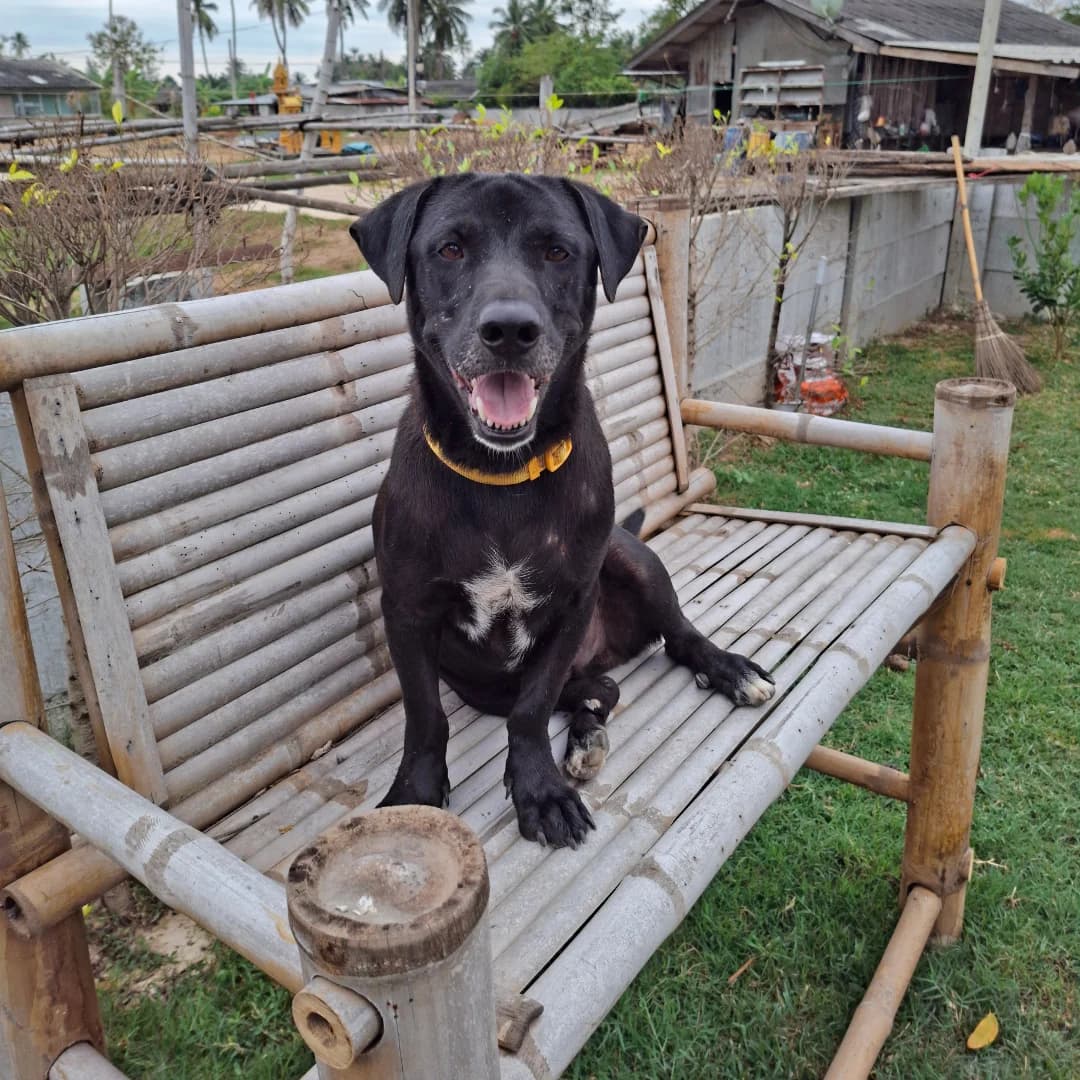 Del Boy, male 5yo Mixed Breed for adoption at Baan Maa Dog Rescue