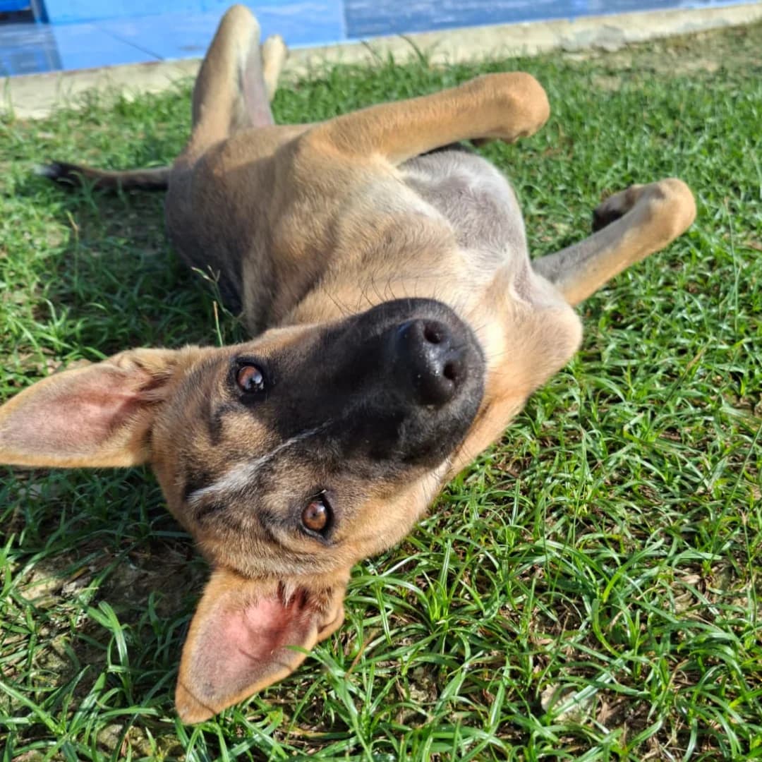 Jeut, female young Mixed Breed for adoption at Baan Maa Dog Rescue