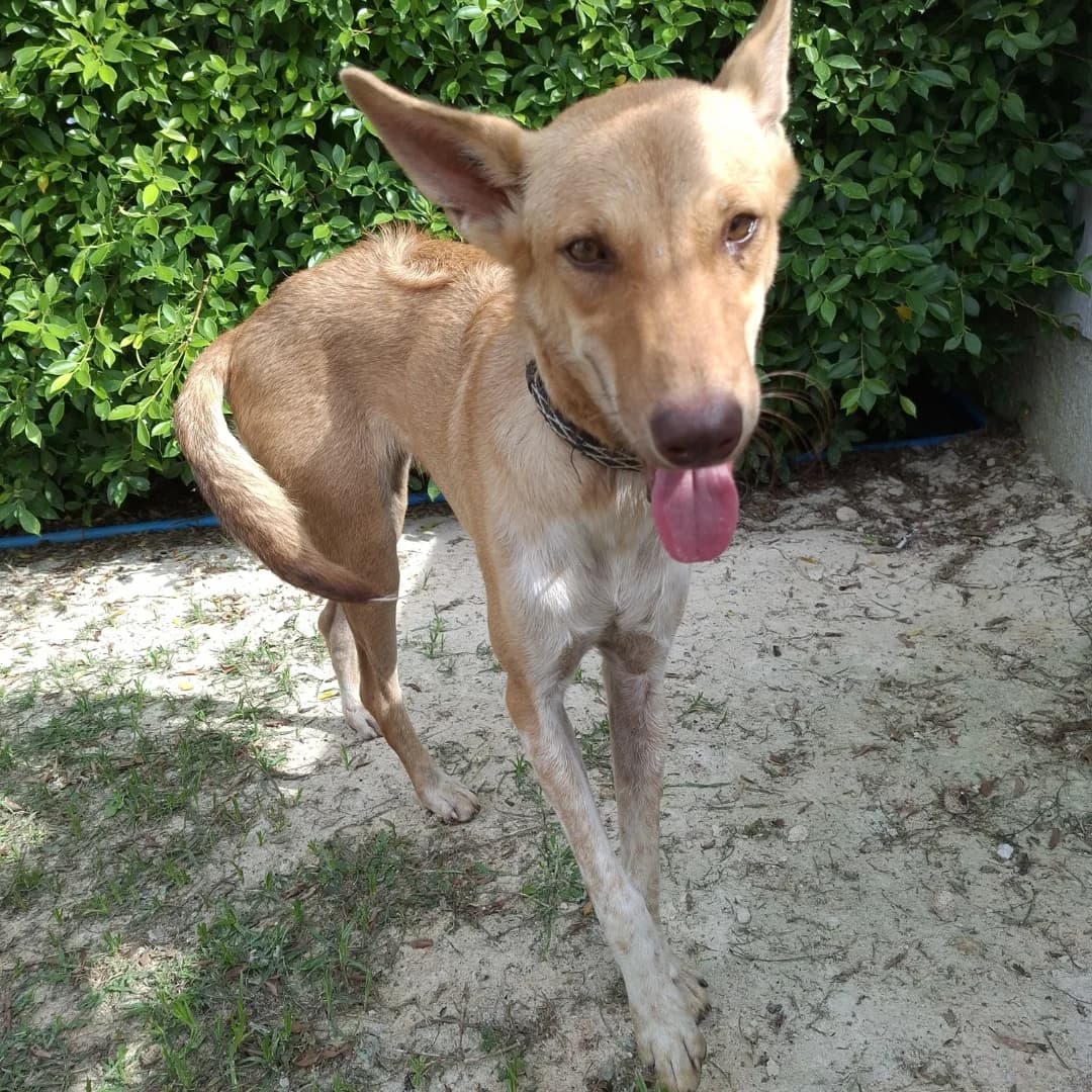 Ka, female young Mixed Breed for adoption at Baan Maa Dog Rescue