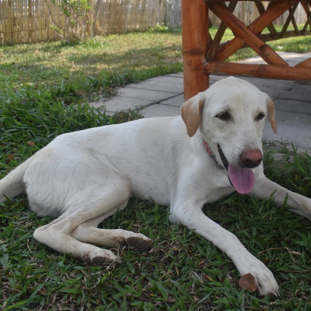 Paisley, female young Mixed Breed for adoption at Baan Maa Dog Rescue