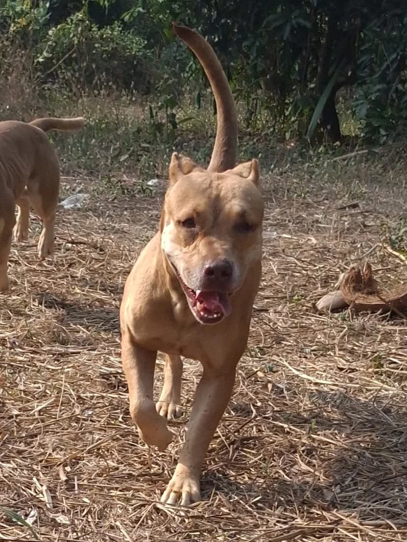 Peach, female 3yo Mixed Breed for adoption at Baan Maa Dog Rescue