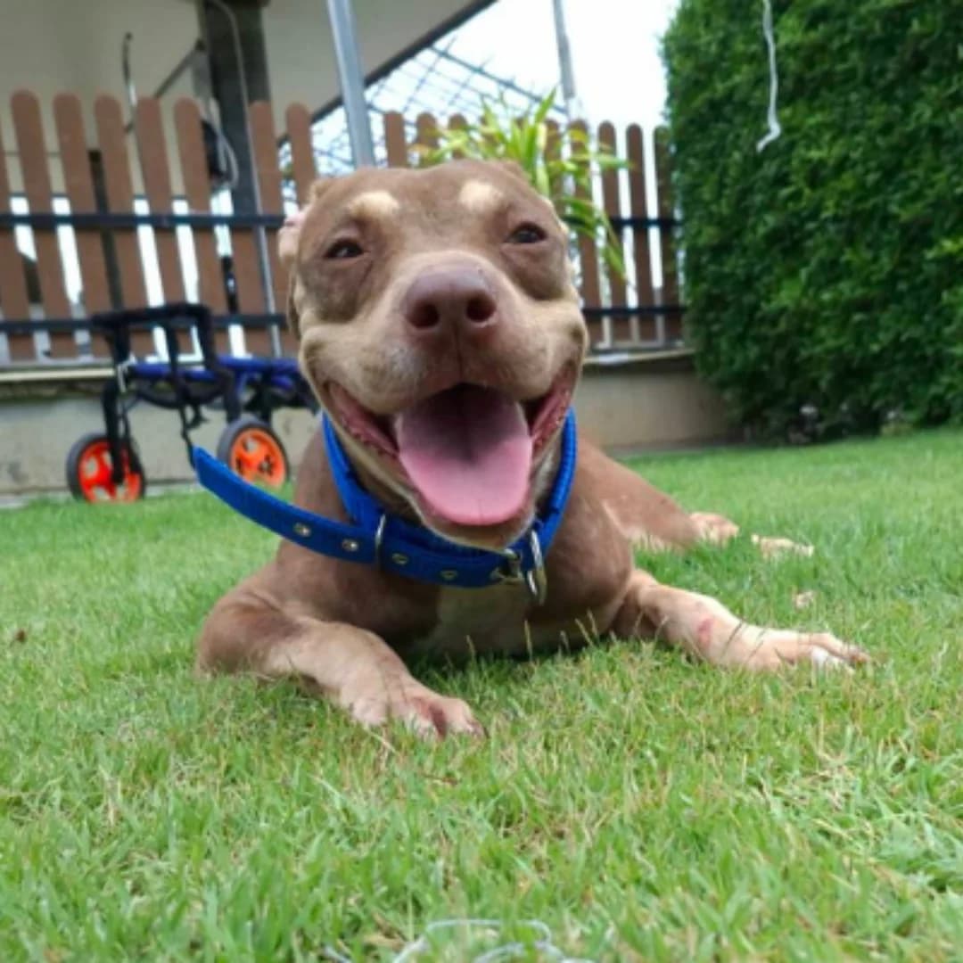 Popcorn, female young Mixed Breed for adoption at Baan Maa Dog Rescue