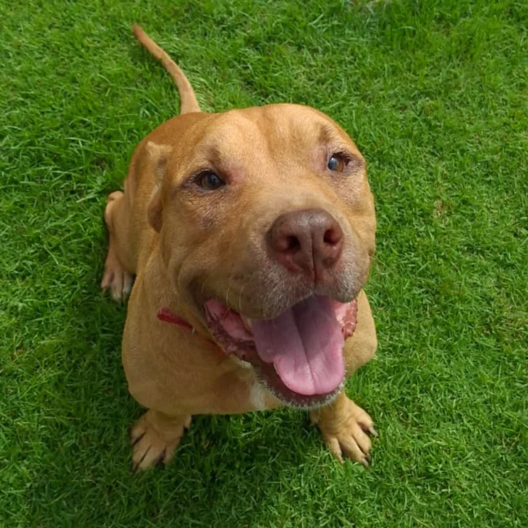 Rambo, male 4yo Mixed Breed for adoption at Baan Maa Dog Rescue