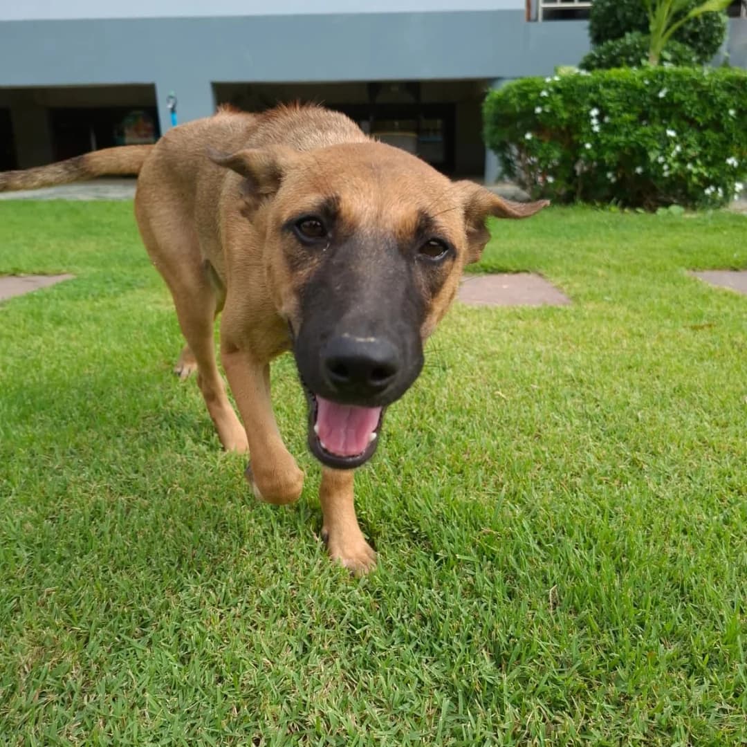 Wan, female young Mixed Breed for adoption at Baan Maa Dog Rescue