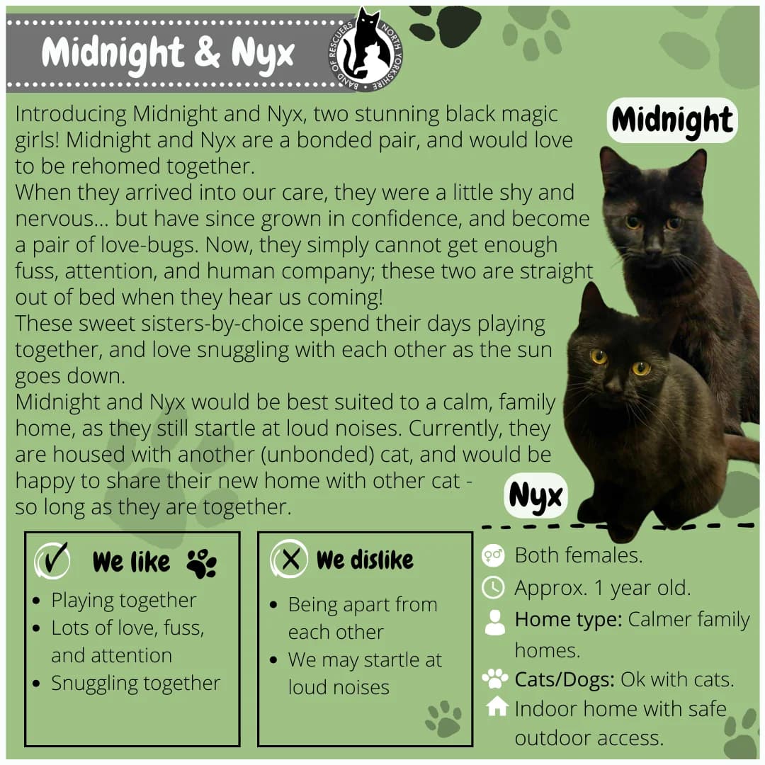 Cat 17, Mixed Breed for adoption at Band of Rescuers North Yorkshire