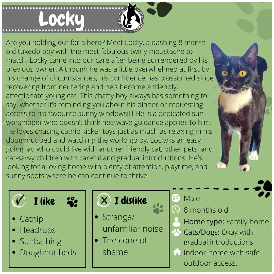Meika, Mixed Breed for adoption at Band of Rescuers North Yorkshire