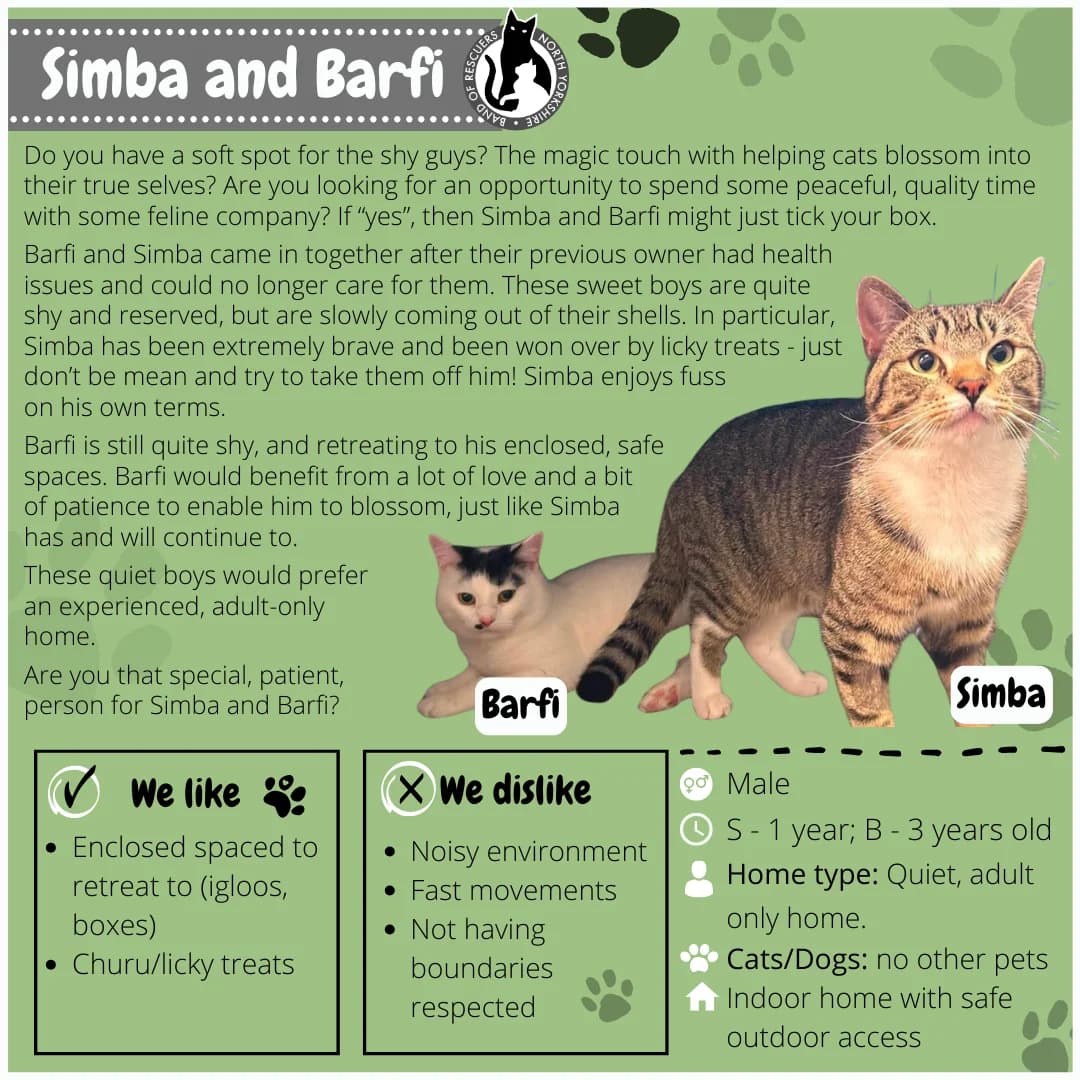 Simba and Barfi, Mixed Breed for adoption at Band of Rescuers North Yorkshire