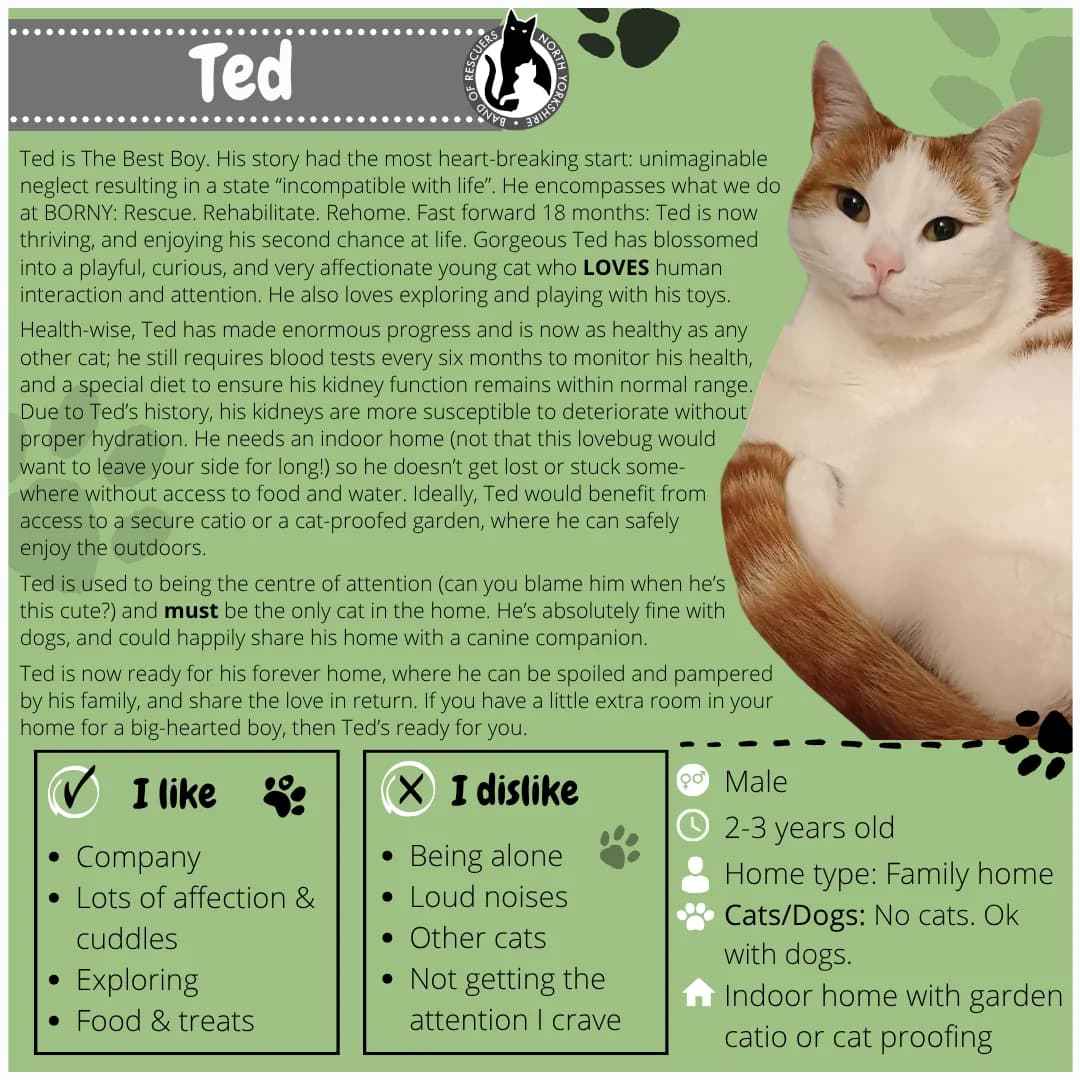 Ted, Mixed Breed for adoption at Band of Rescuers North Yorkshire
