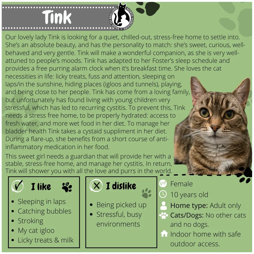 Tink, Mixed Breed for adoption at Band of Rescuers North Yorkshire