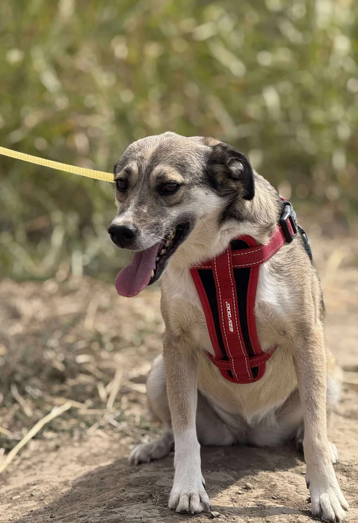 Arya, July 2021, female Mixed Breed for adoption at Barking Mad Dog Rescue