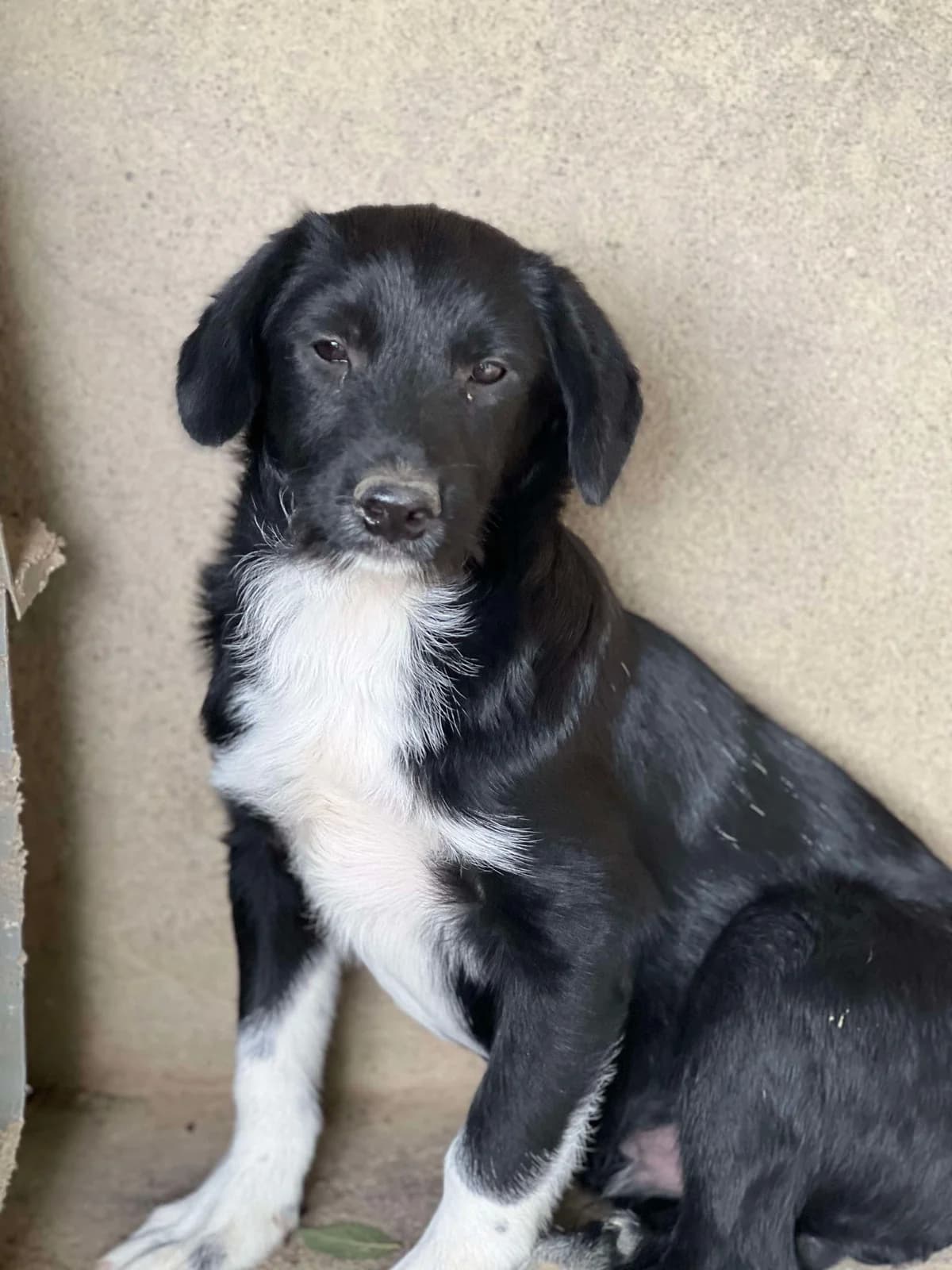 Balou, May 2024, male Mixed Breed for adoption at Barking Mad Dog Rescue