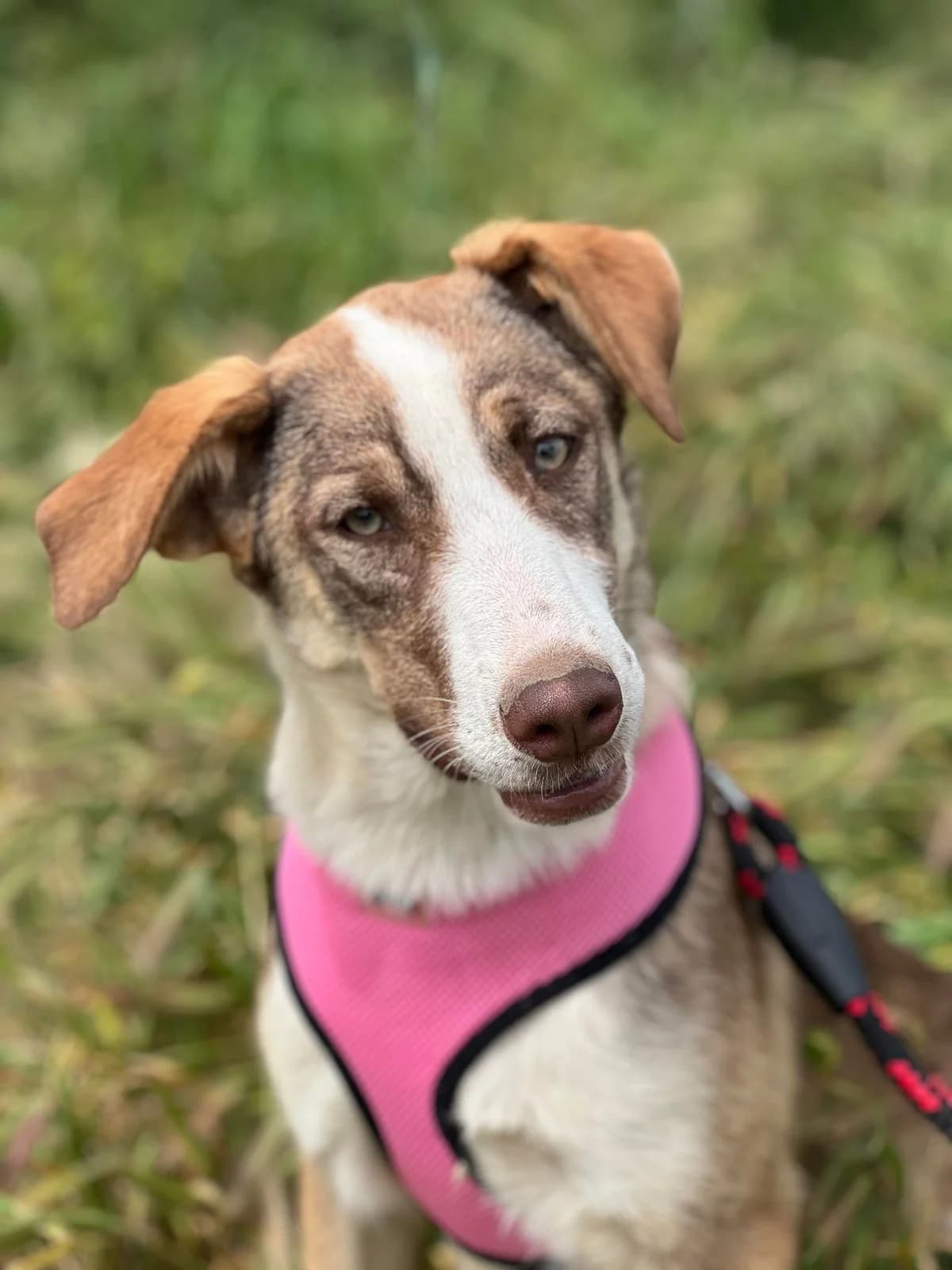 Cami, Nov 2023, female Mixed Breed for adoption at Barking Mad Dog Rescue