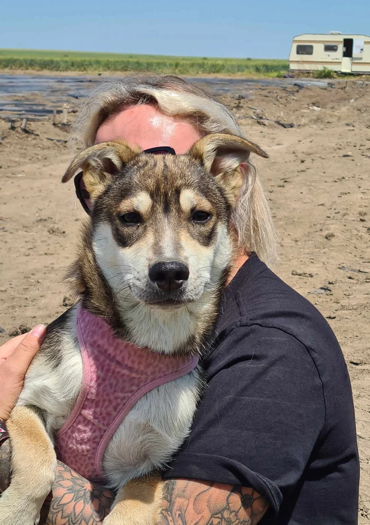 Cindy, Nov 2023, female Mixed Breed for adoption at Barking Mad Dog Rescue