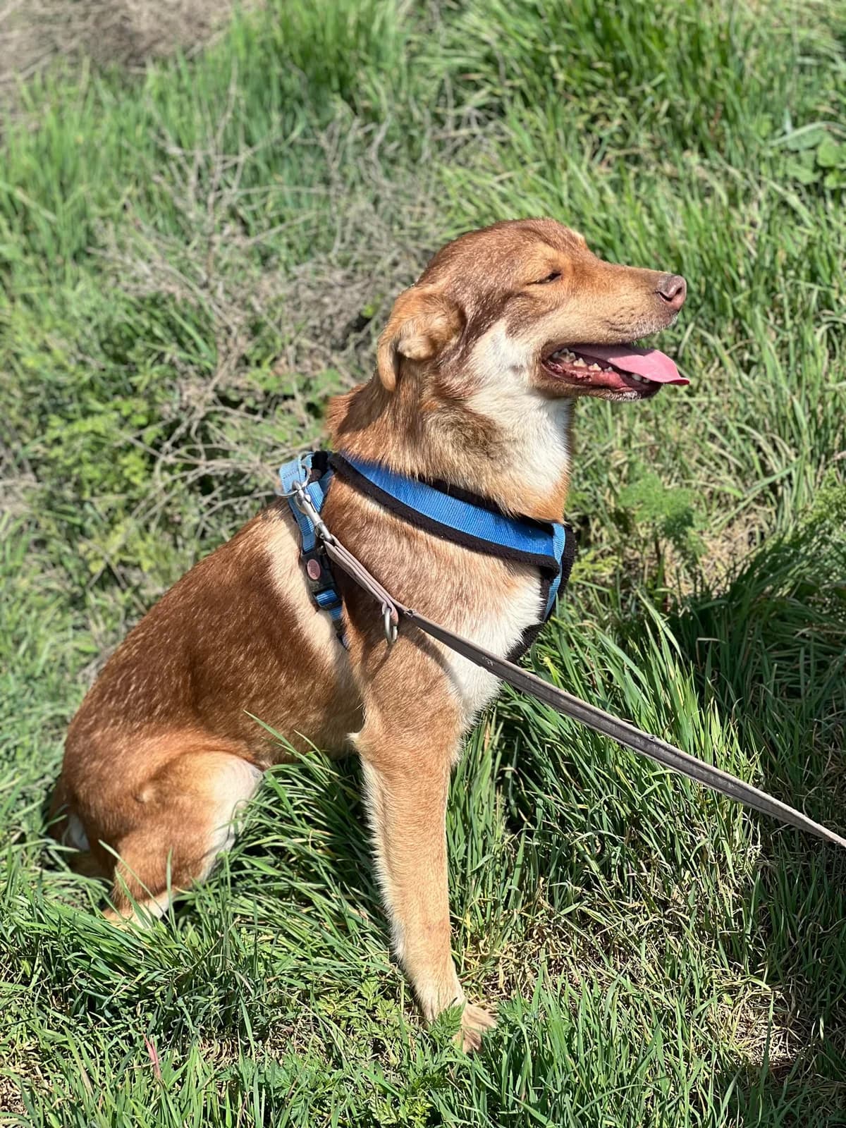 Curly, Nov 2023, male Mixed Breed for adoption at Barking Mad Dog Rescue