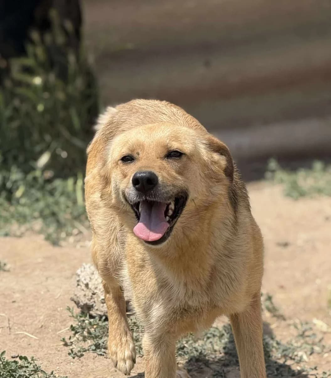 Foster or adopt, female Mixed Breed for adoption at Barking Mad Dog Rescue