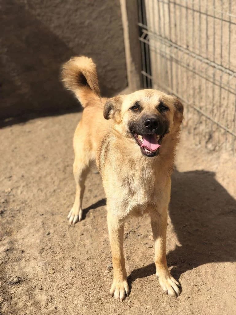 Esme, female Mixed Breed for adoption at Barking Mad Dog Rescue