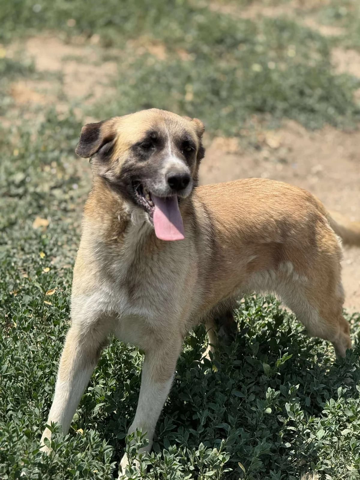 Evie, Jan 2021, female Mixed Breed for adoption at Barking Mad Dog Rescue