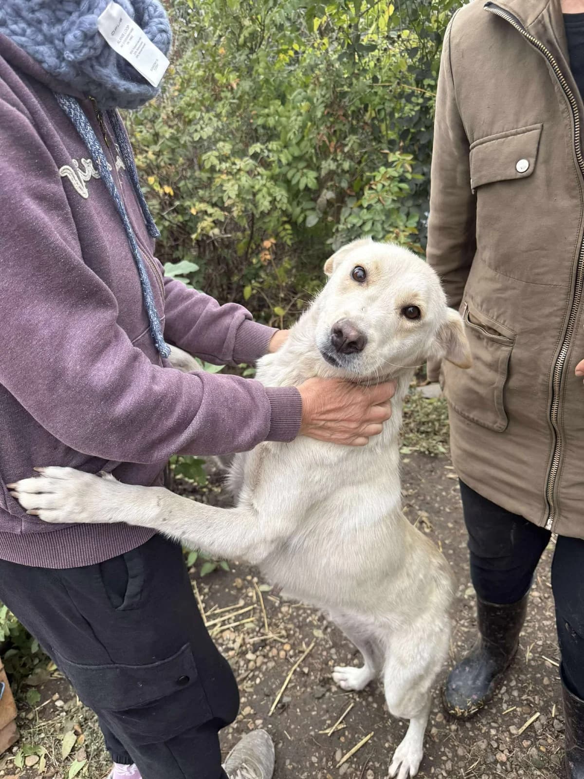 Fenja, female 3yo Mixed Breed for adoption at Barking Mad Dog Rescue