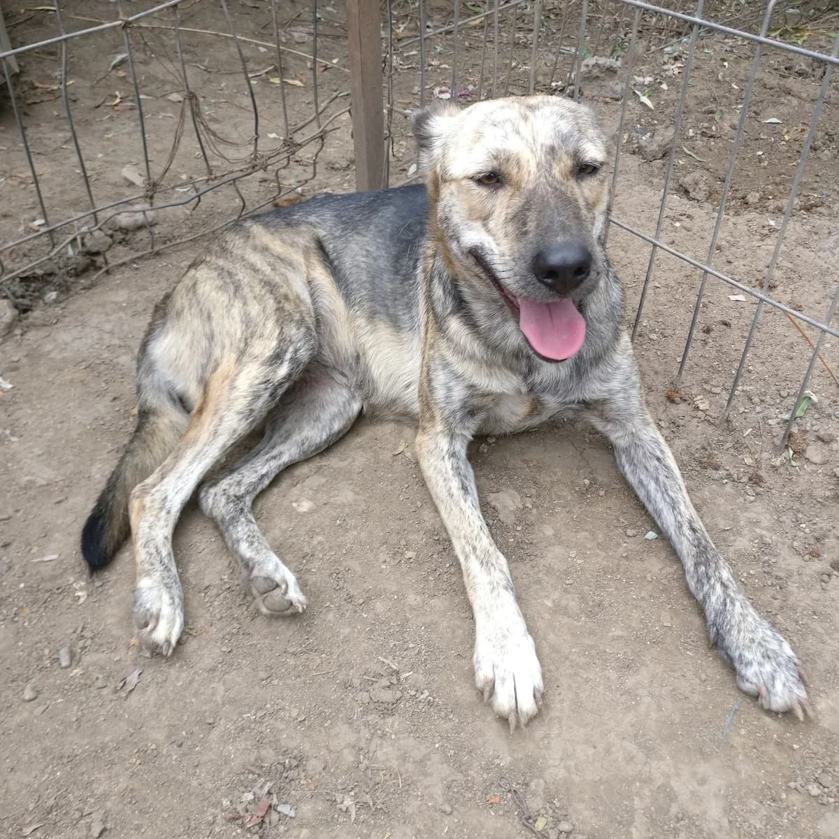 Jenna, female 7yo Mixed Breed for adoption at Barking Mad Dog Rescue